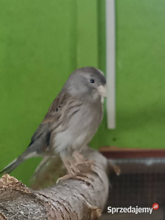 Kanarki glostery zeberki Lubliniec