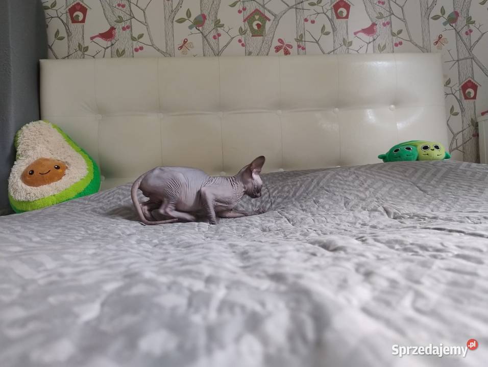 Kotka Sfinks Kanadyjski Czarna dolnośląskie Wrocław sprzedam