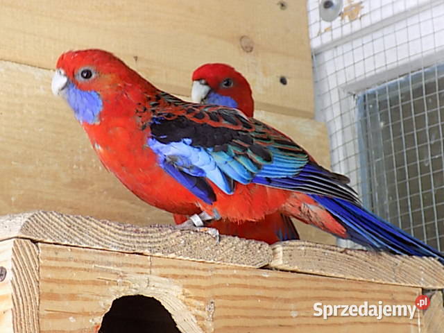 rozelle królewskie para