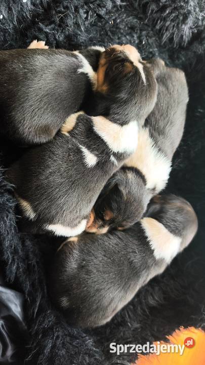 Szczenięta Beagle do rezerwacji Jabłonna Lacka sprzedam