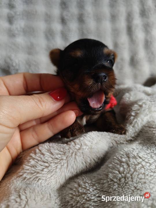 Pieseki yorkshire terrier do rezerwacji York