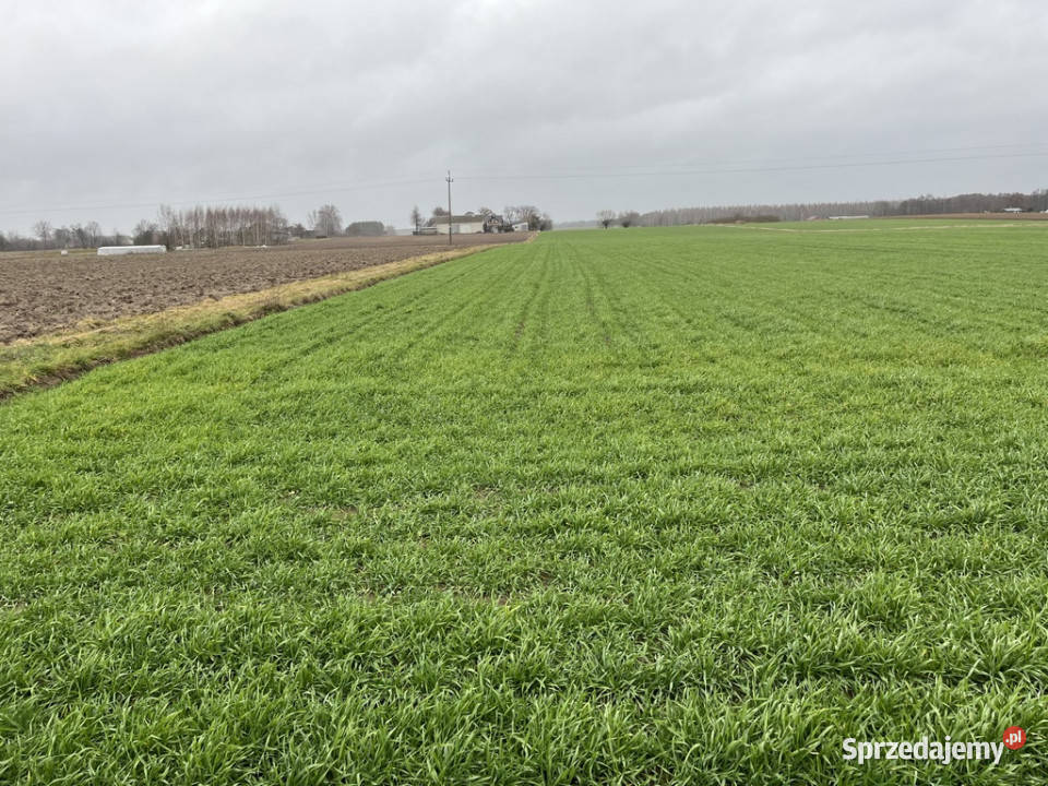 Dziełka z WZ budowlana w Babinie gm Przyłęk