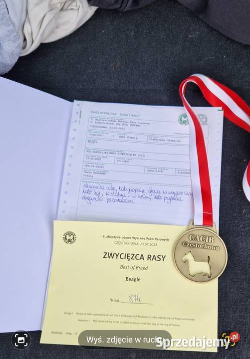 Piesek Beagle ZkwpFCI Championach DNA Sułkowice