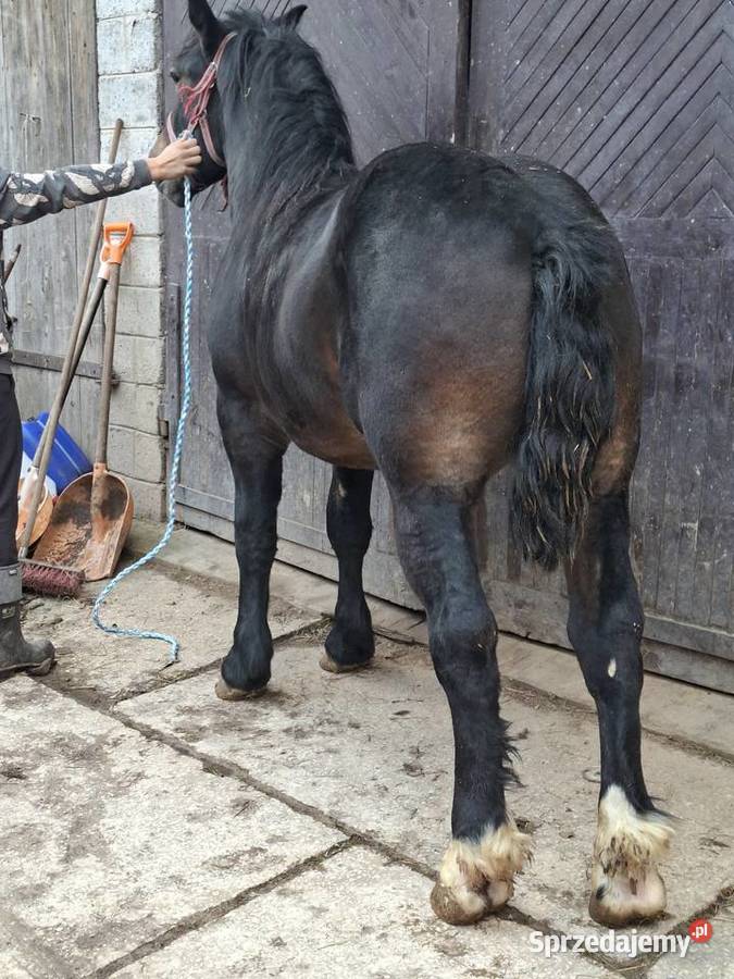 Sprzedam konia Huta Stara
