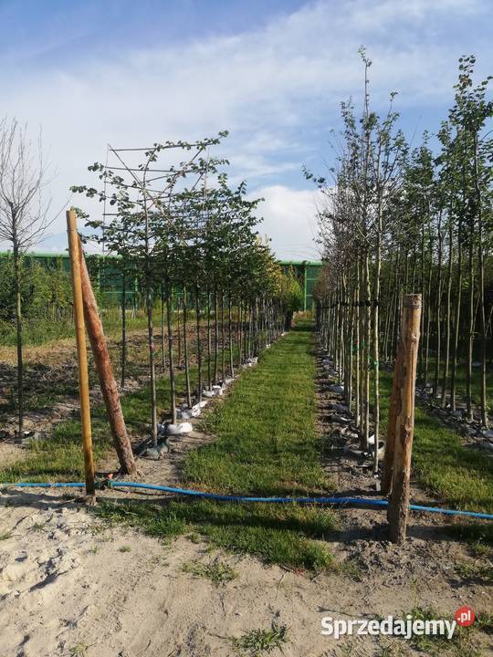 drzewa liściaste nasadzenia zastępcze solitery Łódź