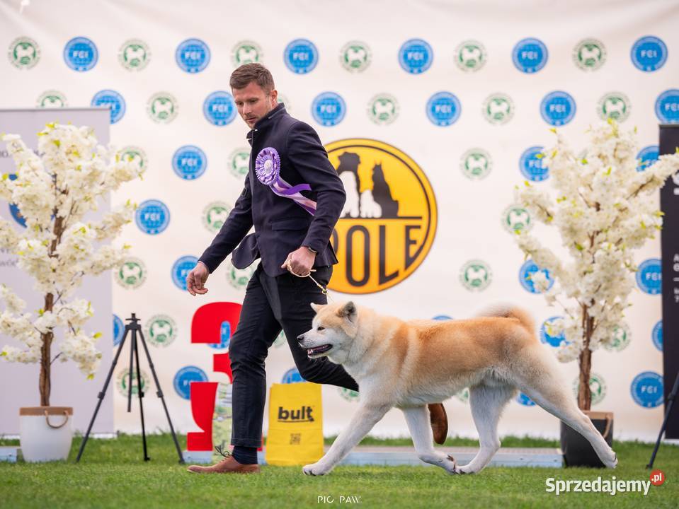 Akita inu akita japońska suczka FCI gotowa do śląskie Częstochowa