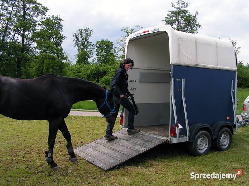 Przyczepa do transportu koni wynajem Transport