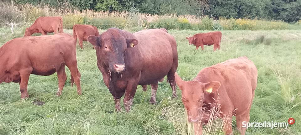 byk angus i odsadki Bydło lubelskie Dzielce