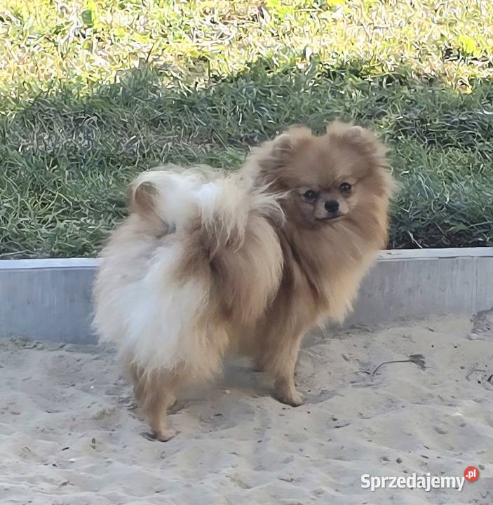 Pomeranian szpic miniaturowy zkwp FCI Piątkowisko