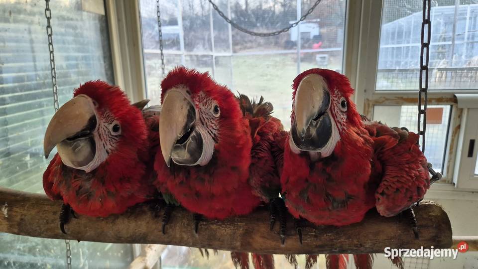 Ara Chloroptera samce 2025 Jaworzno