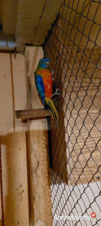 Świergot świergotka samiec Łużna