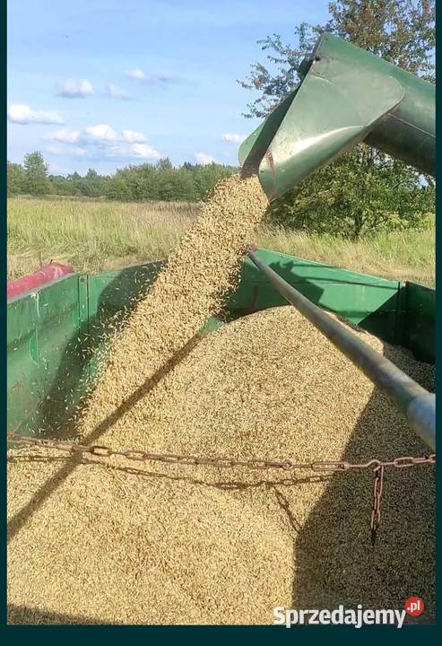 Owies zbiory 2025 podkarpackie Tarnobrzeg sprzedam