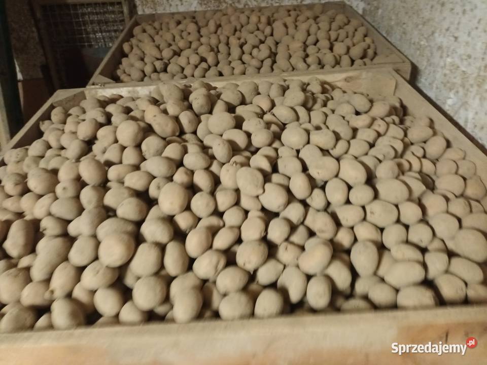 Ziemniaki wielkości sadzeniaka małopolskie Sułoszowa