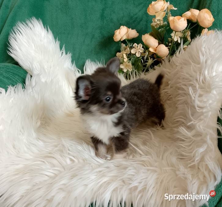 Chihuahua chłopiec długowłosy małopolskie Szczucin sprzedam