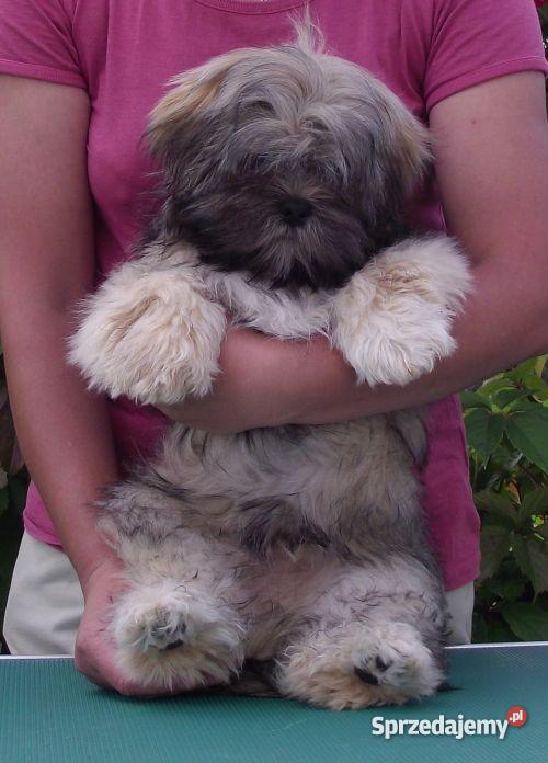 LHASA APSO szczeniak Olsztyn