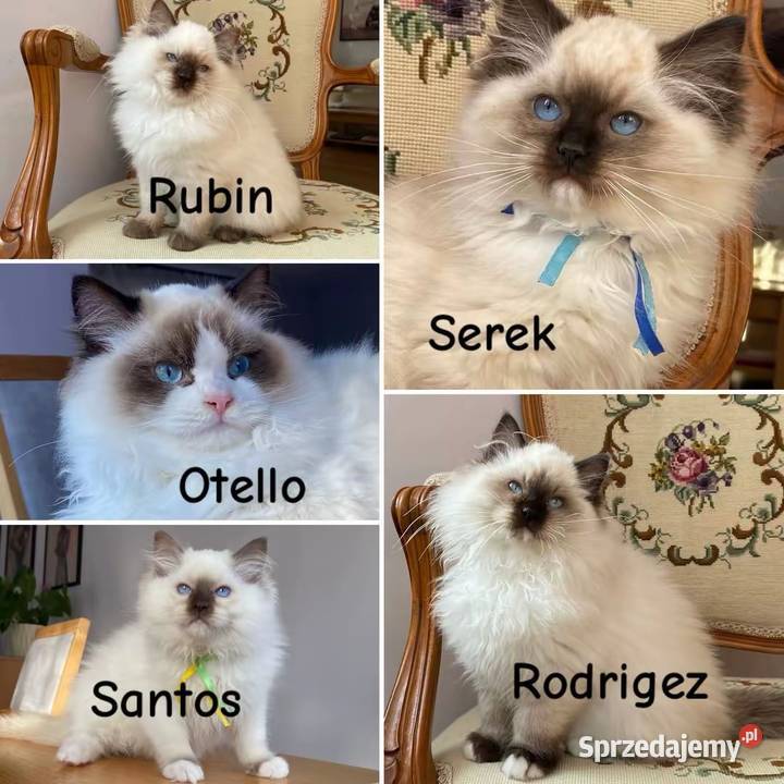 Kotki ragdoll gotowe do odbioru Grodzisk Mazowiecki