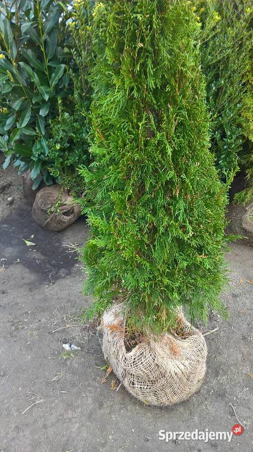 Szmaragd Wyprzedaż Promocja Najtaniej Mszczonów