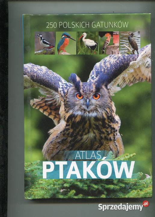Atlas Ptaków 250 polskich gatunków Dominik Szczecin