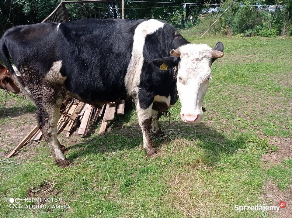 Sprzedam jałówki cielne Chojnów