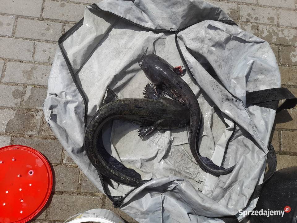Żywe ryby węgorz okoń amur tołpygasum lina Ryby wielkopolskie Ślesin