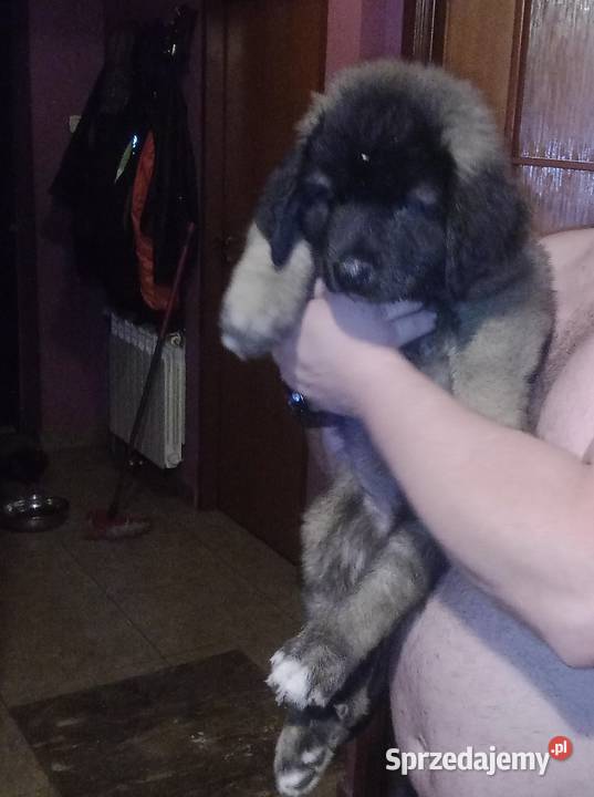 Owczarek kaukaski Owczarek Grodzisk Mazowiecki