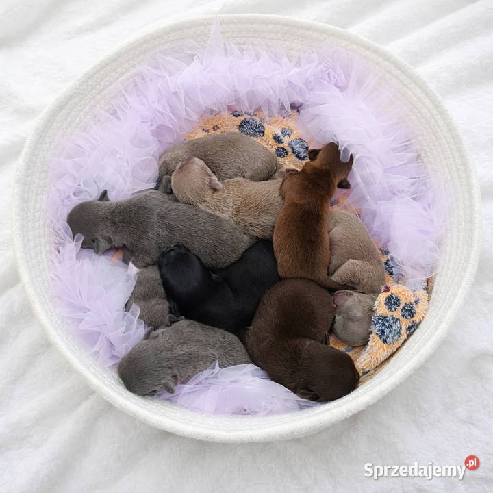 Reproduktor chihuahua Lilac badania DNA
