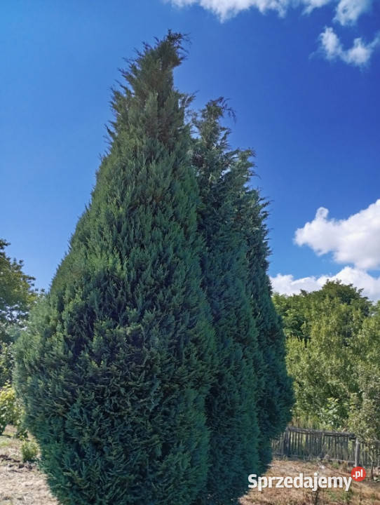 sprzedam działkę budowlaną z winnicą Ludwinów