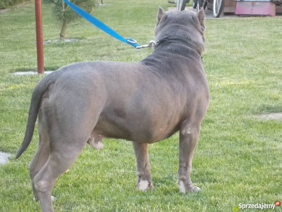 Amstaff Błękitny mazowieckie