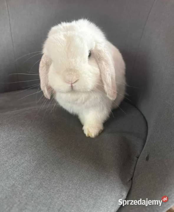 Mini lop wykastrowany legalna hodowla wielkopolskie Turek sprzedam