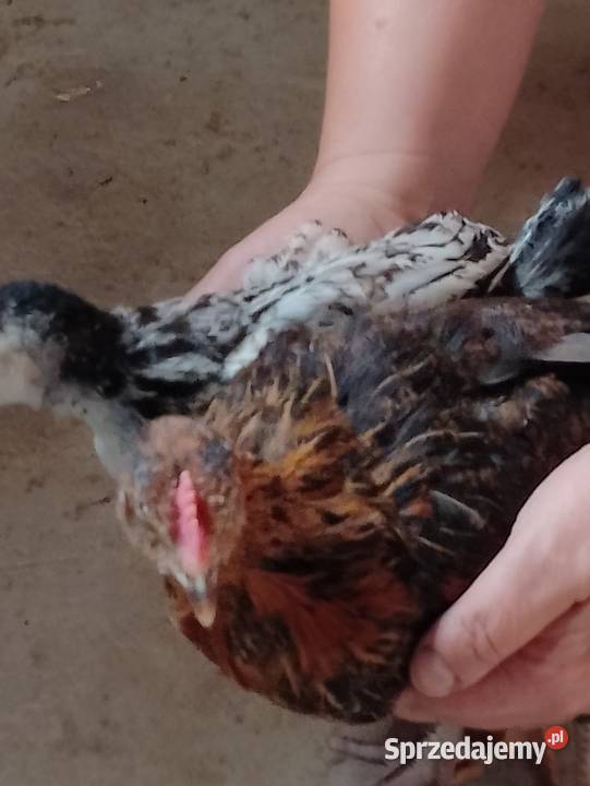 Sprzedam kogutki 7tyg sprzedam