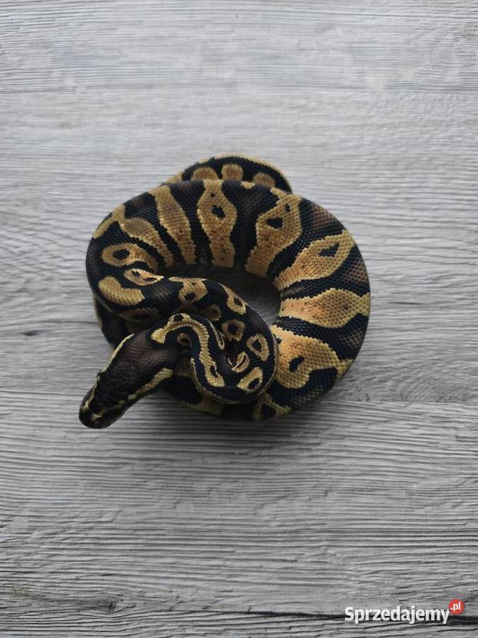 Pyton królewski samiec z 2025 Suwałki