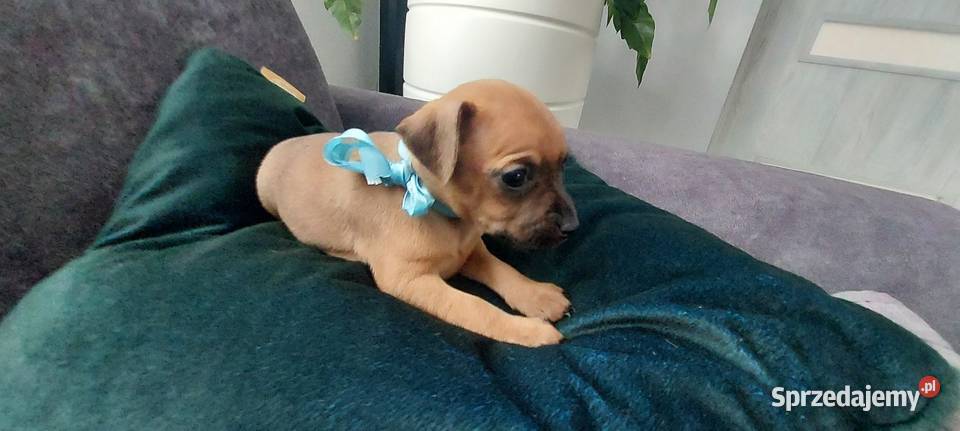 Pinczer Miniaturowy Radom