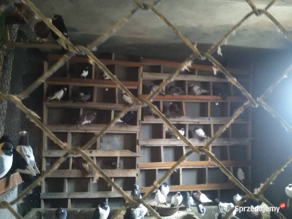 Gołębie 25 magane i inne świętokrzyskie