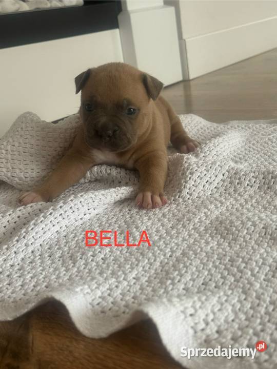 Amstaff Zapraszamy do rezerwacji Szczenięta o Sarnowo