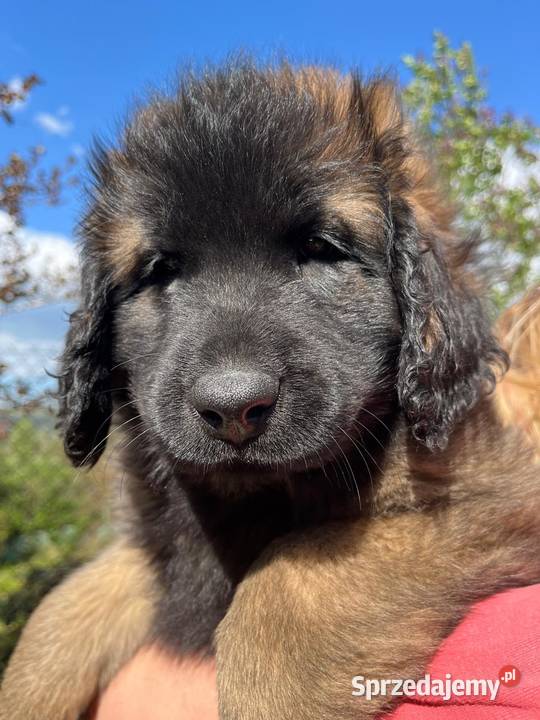Leonberger FCI dolnośląskie Stronie Śląskie
