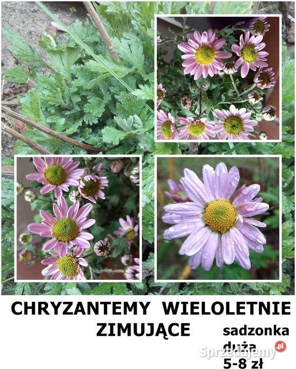 JUKA KWIAT sadzonki dużemożliwa wysyłka Rośliny Poznań sprzedam