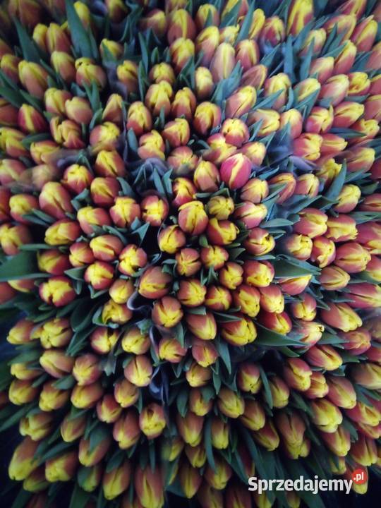 Tulipan cięty na 8 marca Częstochowa