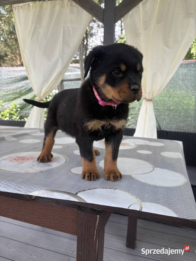 Szczeniaki rottweiler Zgorzelec sprzedam
