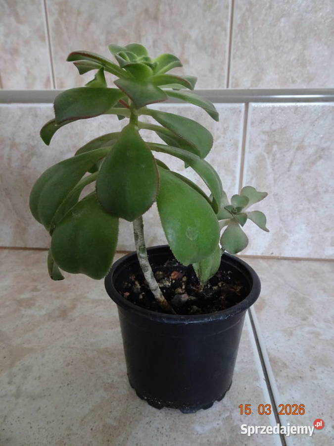 Aeonium Havorthii Kiwi Warszawa