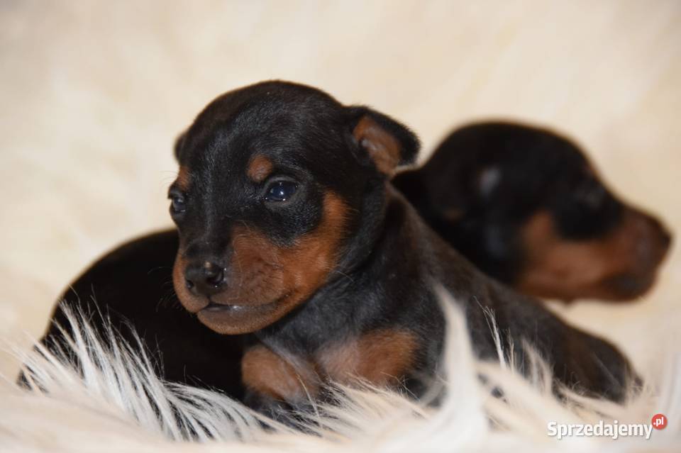 Pinczer Miniaturowy ZKWP fci mazowieckie Łochów sprzedam
