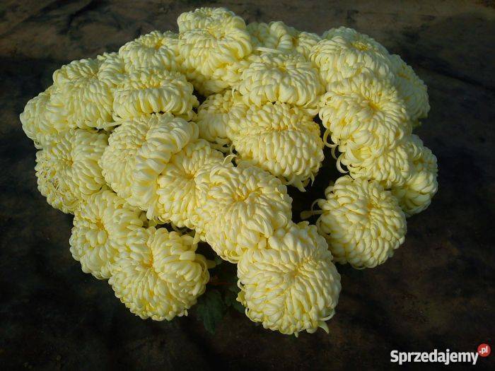 Chryzantemy wielkokwiatowe i średniokwiatowe świętokrzyskie