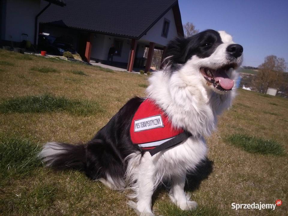 Border Collie FCI do odbioru lekarza weterynarii