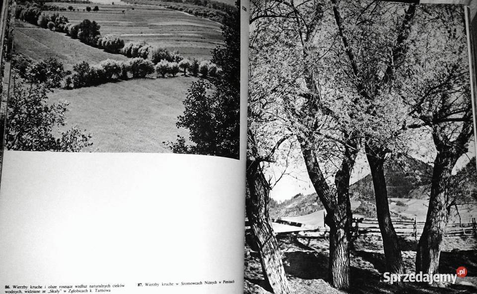 Nasze drzewa Władysław Strojny Chełm