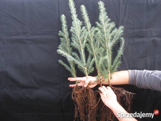 świerk srebrny serbski na choinki Rośliny Zamęty