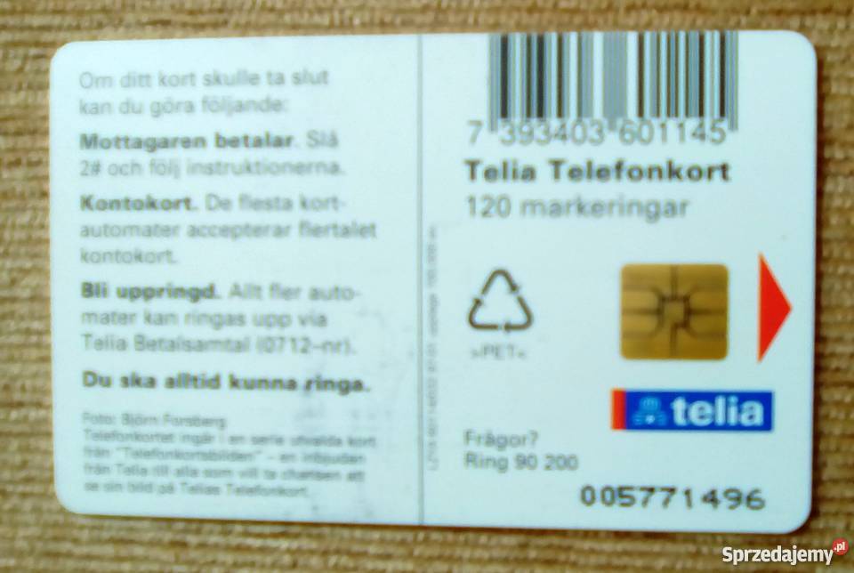 KWICZOŁ NIEWIELKI PTAK WĘDROWNY Z RODZINY Piszczac