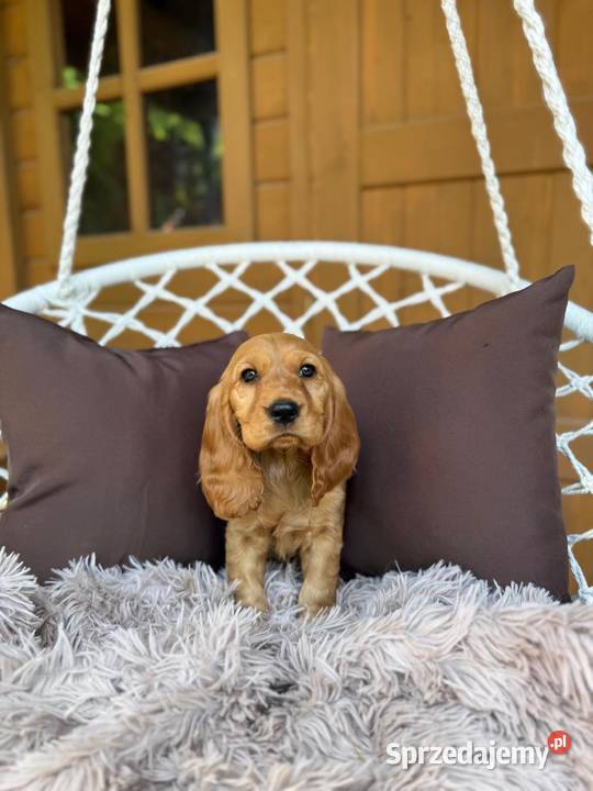 Piękny złoty piesek Cocker Spaniel Angielski Katowice sprzedam
