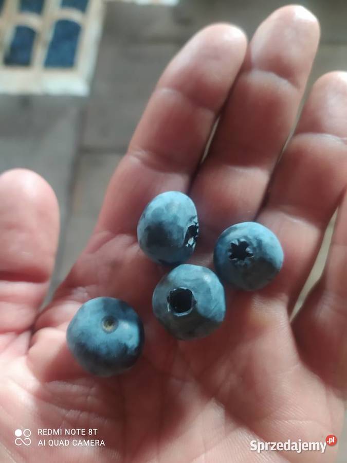 Sprzedam borówkę odmiana Bluecrop Dzisiejszy Wola Żyrowska