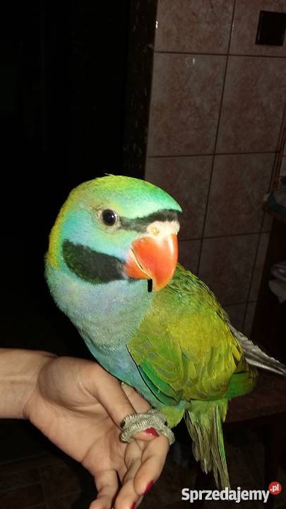 Sprzedam papugi ręcznie karmione Tarnów