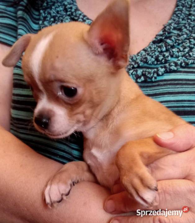 Chihuahua suczka biała i bezowa sprzedam