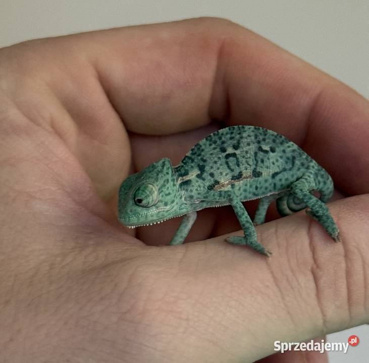 Kameleony Jemeńskie młode 3 miesięczne